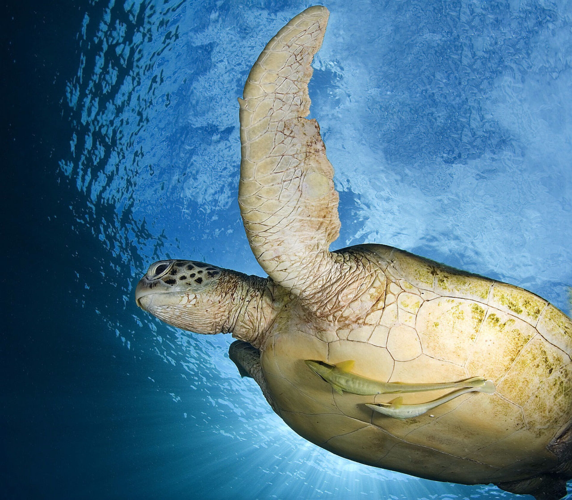 #1 Turtle Island, Borneo, Malaysia