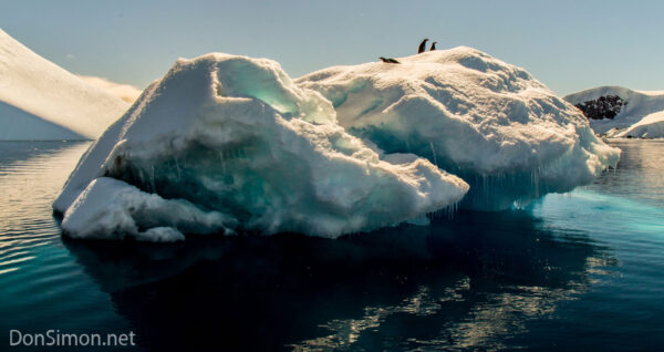 Antarctica Antarctica