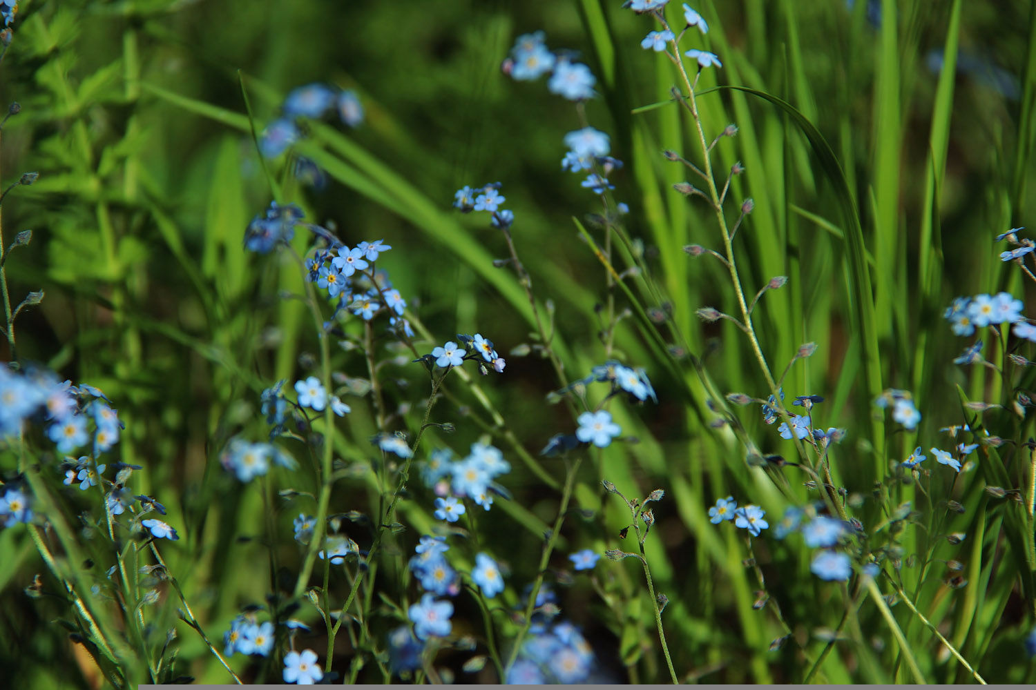 А как выглядит горнолыжка летом? (Абзаково)