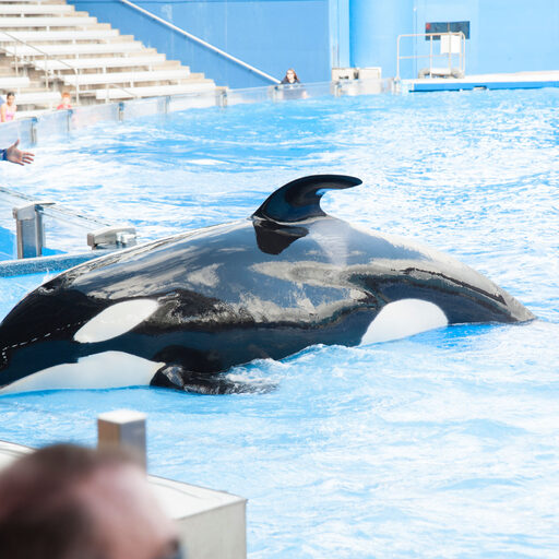 Sea World. Dreams come true. Part 4.