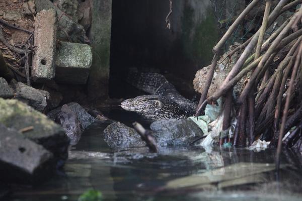 Мангры и их обитатели Мангры и их обитатели
