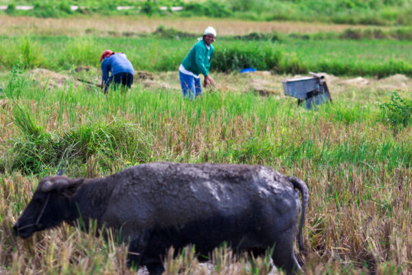 Филиппины, не&nbsp;только Боракай.