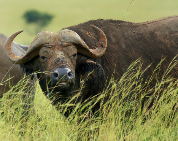 Африка&nbsp;&mdash; любовь моя. Животный мир Танзании.
