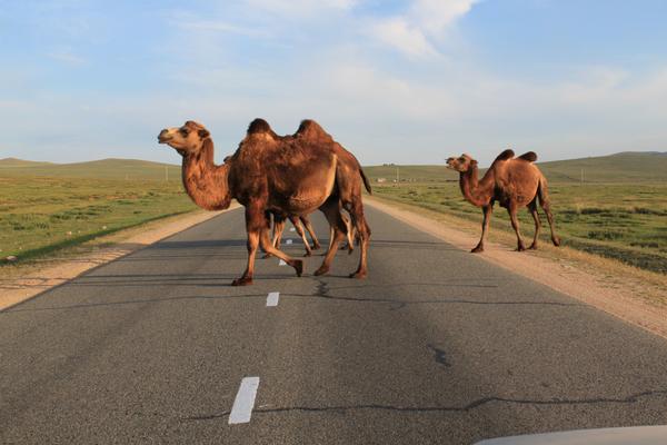 Монголия. До&nbsp;Улан-Батора с&nbsp;ветерком.