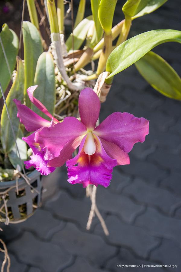 Едем в&nbsp;Тай, орхидеи вай-вай-вай