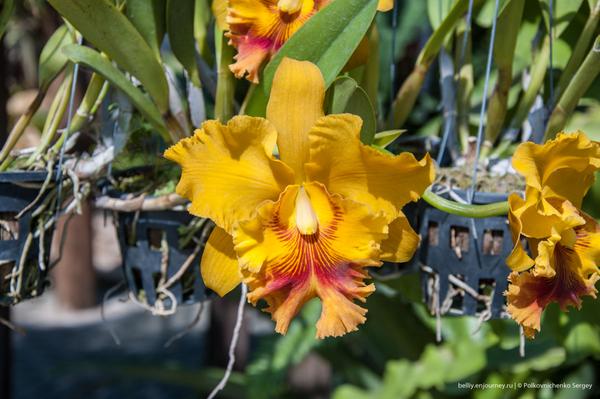 Едем в Тай, орхидеи вай-вай-вай Едем в Тай, орхидеи вай-вай-вай