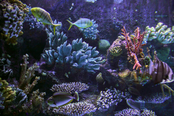 Океанариум в Анталии Океанариум в Анталии