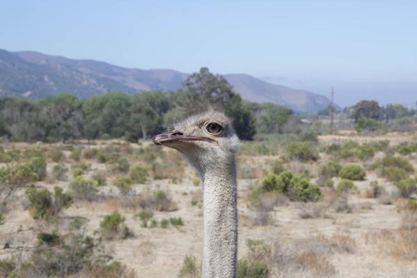 Зверушки Зверушки