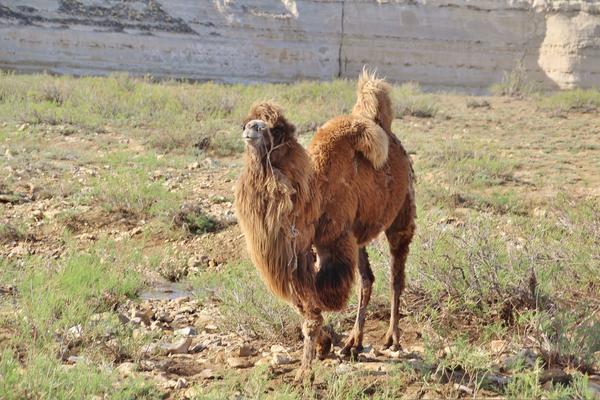 Мангышлак Часть 6 Жыгылган