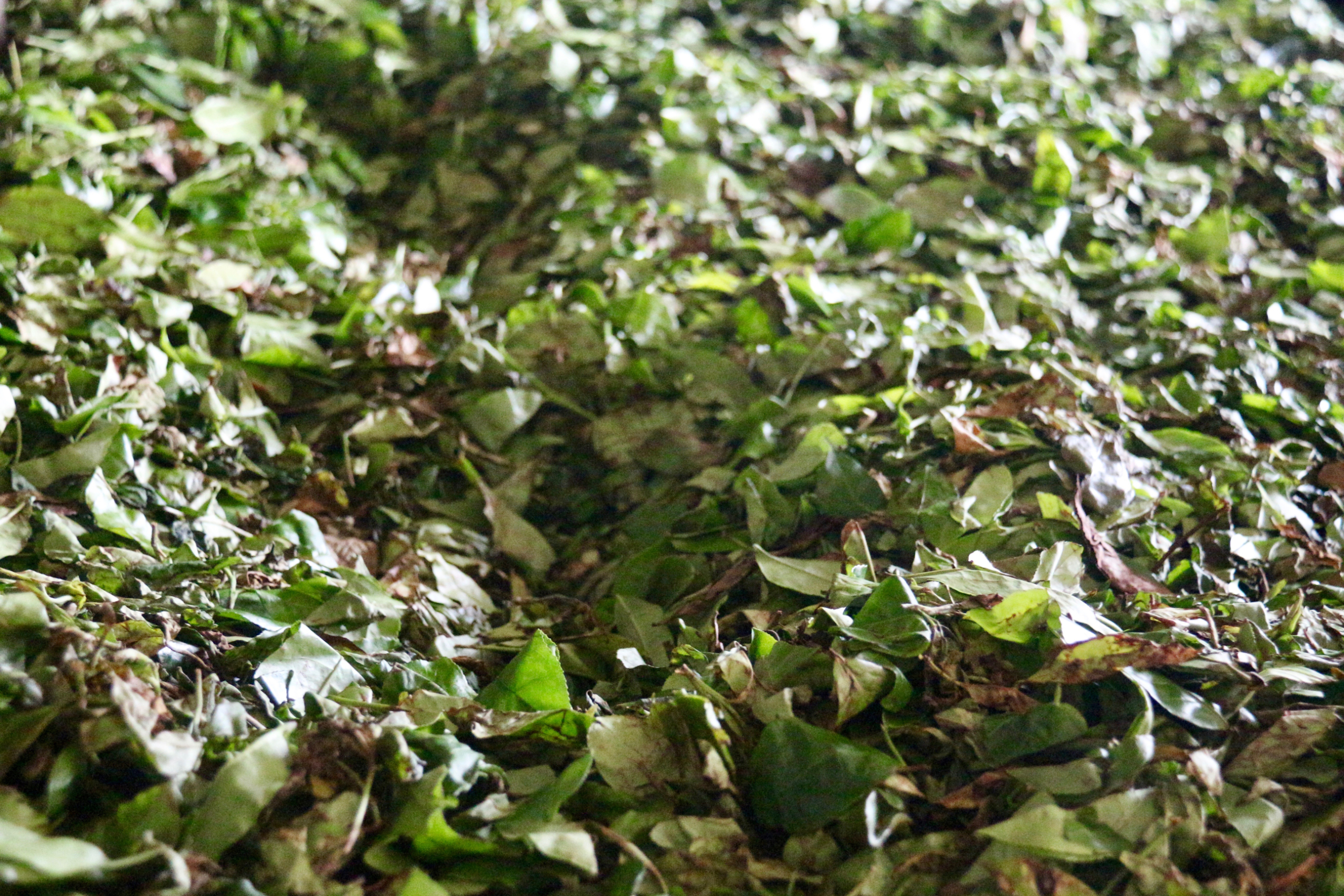 Blue Field Tea Factory.